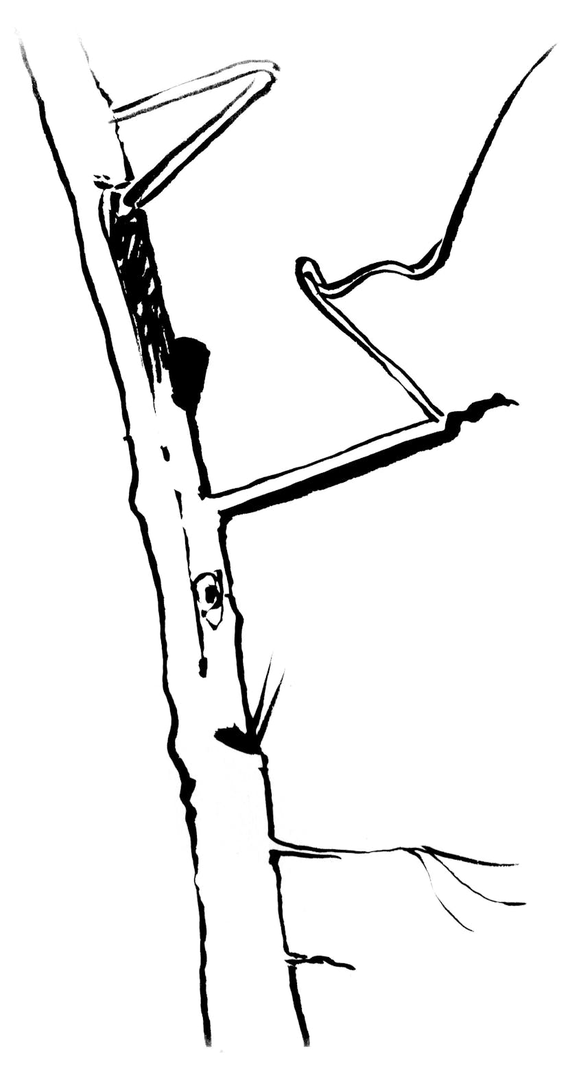 Baum Zeichnung von Harald Naegeli